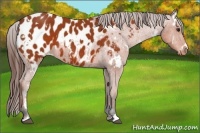 Horse Color:White Spotted Bay Appaloosa 