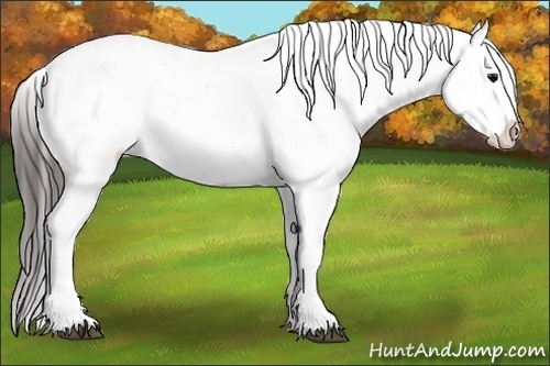 Horse Color:White Spotted Black Appaloosa 