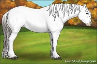 Horse Color:White Spotted Black Appaloosa 