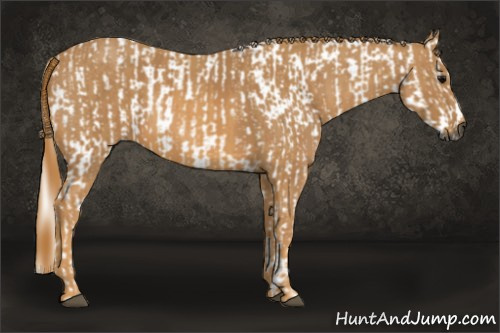 Horse Color:Gray White Spotted Black  Brindle
