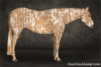 Horse Color:Gray White Spotted Black  Brindle