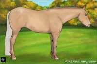 Horse Color:Silver Amber Champagne Frame 