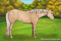 Horse Color:Silver Amber Champagne Frame 