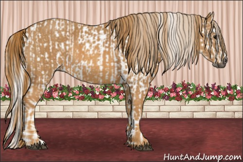 Horse Color:Gray White Spotted Black  Brindle