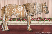 Horse Color:Gray White Spotted Black  Brindle