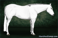 Horse Color:Gray Bay Dun 