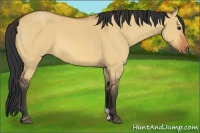 Horse Color:Bay Dun