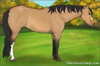 Horse Color:Bay Dun 