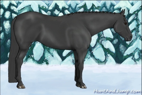 Horse Color:Smoky Black