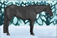 Horse Color:Smoky Black 