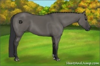 Horse Color:Grullo