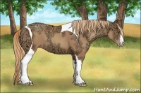 Horse Color:Gold Champagne Ice Tobiano 