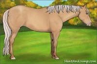 Horse Color:Silver Amber Champagne Frame 