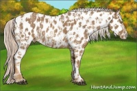Horse Color:Palomino Near Leopard  and Palomino Near Leopard 