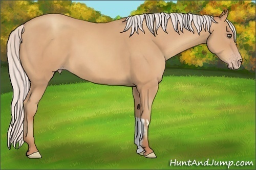 Horse Color:Silver Amber Champagne Frame 