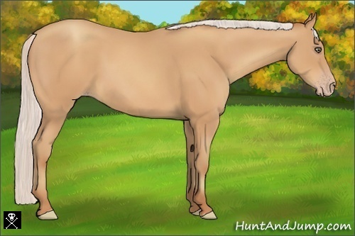 Horse Color:Silver Amber Champagne Frame 