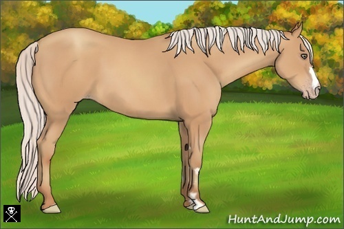Horse Color:Silver Amber Champagne Frame 
