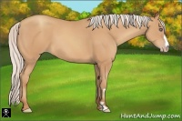 Horse Color:Silver Amber Champagne Frame