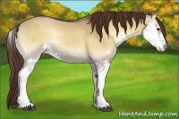 Horse Color:Red Dun Onyx Sabino