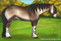 Horse Color:Liver Red Onyx Sabino 