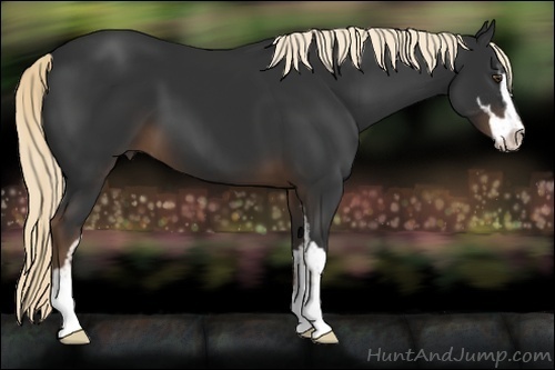 Horse Color:Liver Chestnut Sabino 