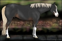 Horse Color:Liver Chestnut Sabino