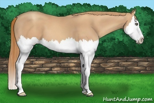 Horse Color:Gold Champagne Splash 