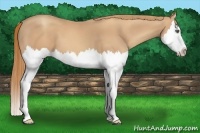 Horse Color:Gold Champagne Splash