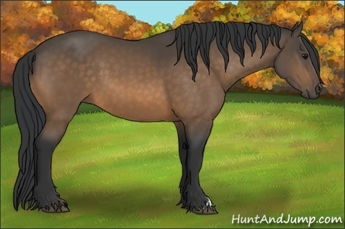Horse Color:Buckskin 