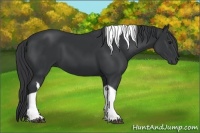 Horse Color:Black Tobiano 