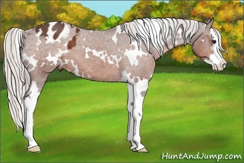 Horse Color:White Spotted Silver Bay Sabino Splash Varnish 