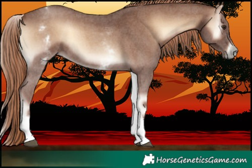 Horse Color:White Spotted Red Onyx Sabino 