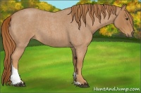 Horse Color:Red Roan Tobiano 
