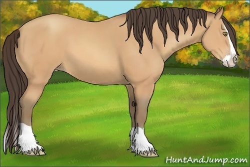 Horse Color:Amber Champagne Splash