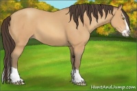 Horse Color:Amber Champagne Splash 