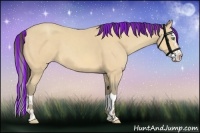 Horse Color:Painted Amber Cream Champagne Splash 