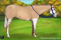 Horse Color:Silver Amber Champagne Splash Frame