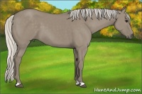 Horse Color:Silver Smoky Grullo