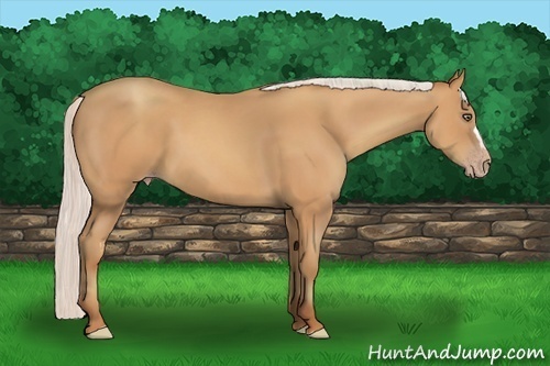 Horse Color:Silver Amber Champagne Frame