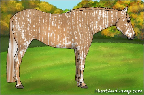 Horse Color:Gray White Spotted Black Brindle