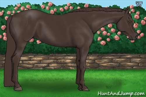 Horse Color:Liver Chestnut 