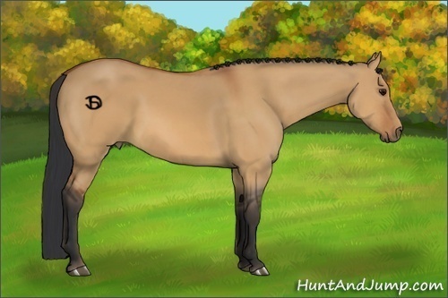 Horse Color:Bay Dun