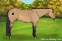 Horse Color:Bay Dun
