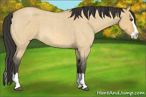 Horse Color:Buckskin Roan Dun Splash
