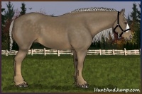 Horse Color:Chocolate Palomino 