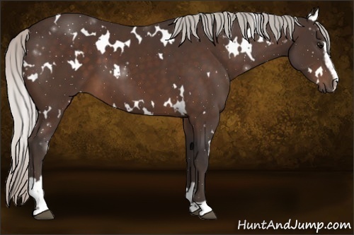 Horse Color:White Spotted Silver Bay Sabino 