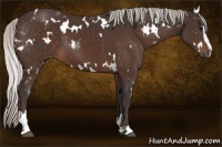 Horse Color:White Spotted Silver Bay Sabino