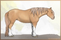 Horse Color:Gold Champagne Tobiano