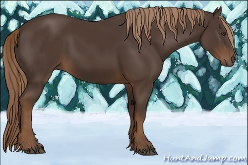 Horse Color:Liver Chestnut Rabicano 