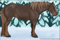 Horse Color:Liver Chestnut Rabicano 